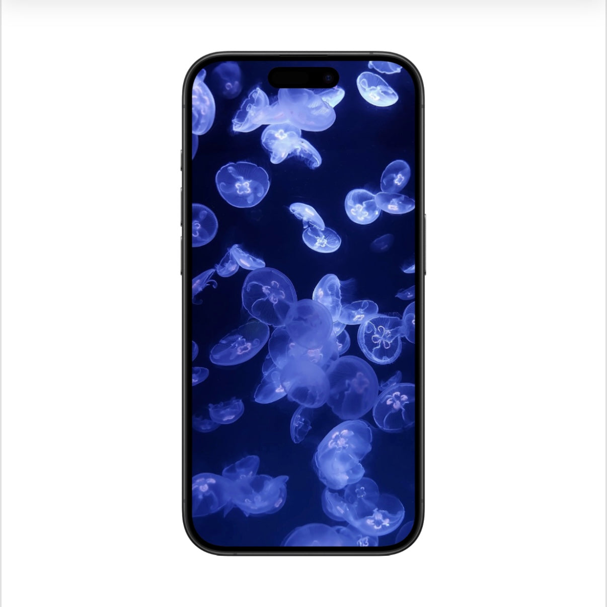 Jellyfish Wallpaper